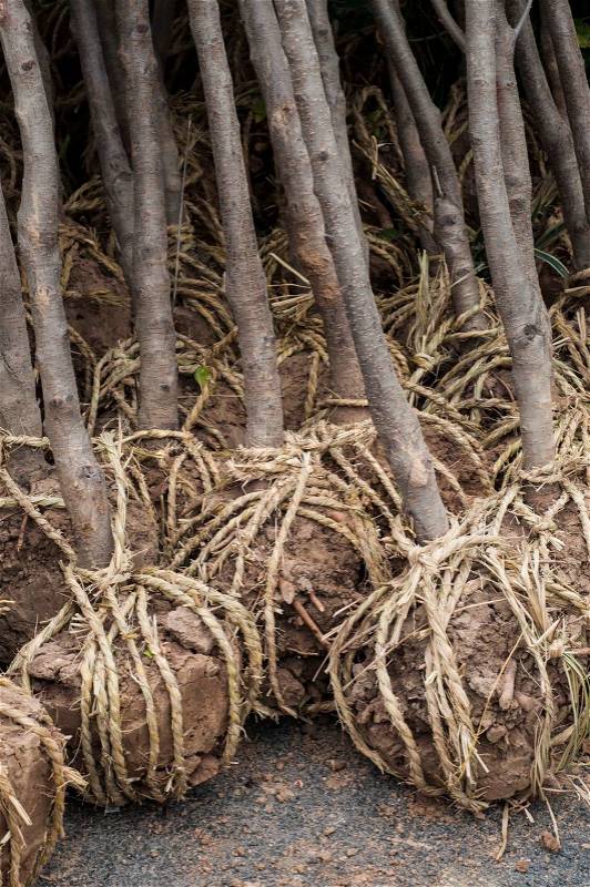 Plant preparation before growing by knoting the root bay organic rope, stock photo