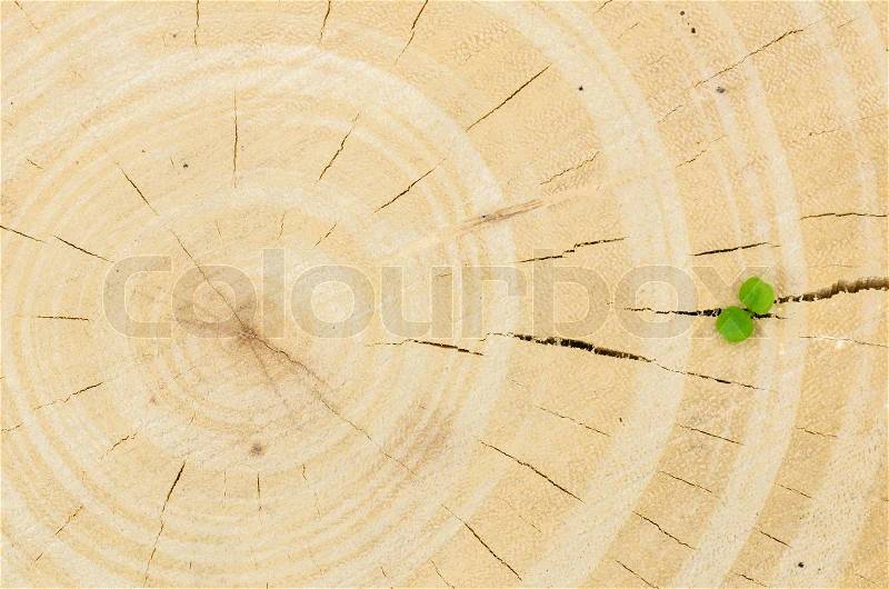 Tree stump and little plant in the nature concept, stock photo