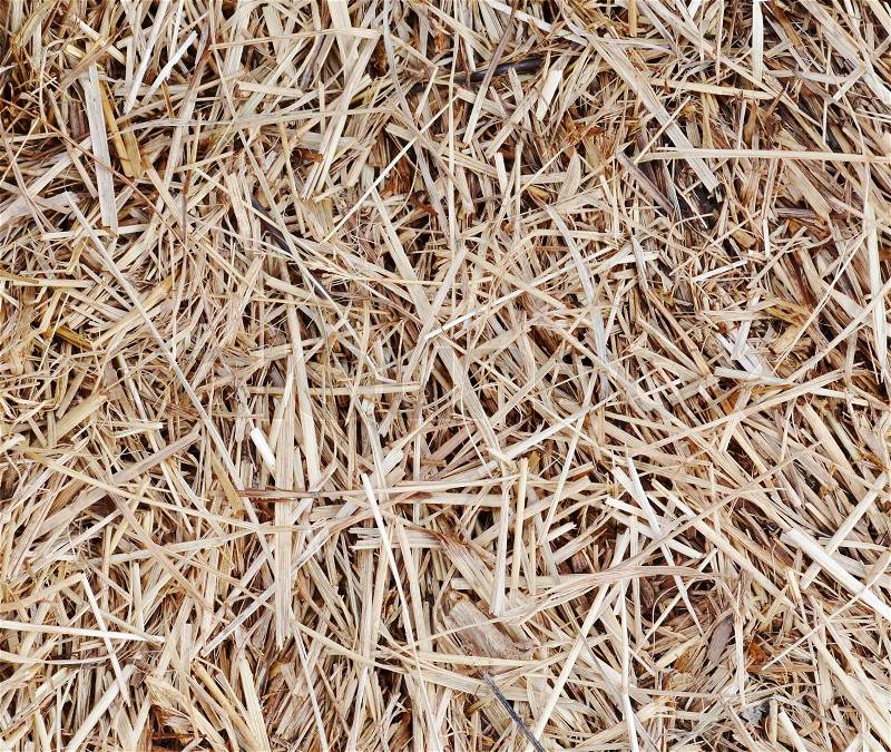 The natural texture of dry straw, stock photo