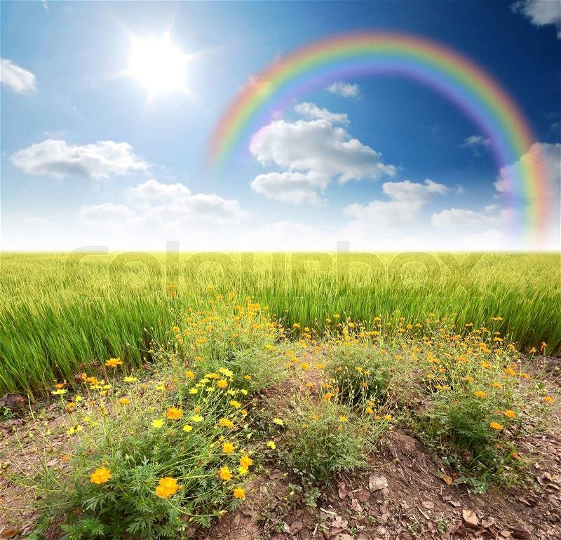 Green grass blue sky flower rainbow, stock photo