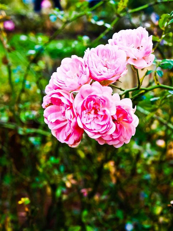 Pink fairy roses in nature, stock photo