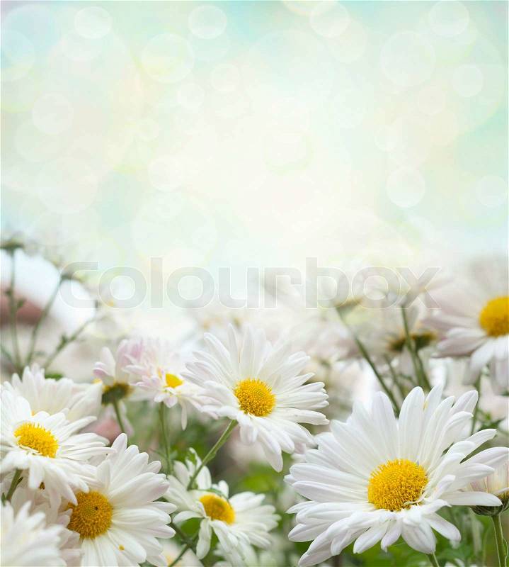 White flowers, stock photo