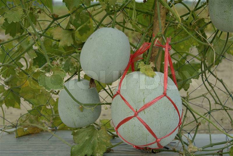 Wax gourd or winter melon in the farm, stock photo