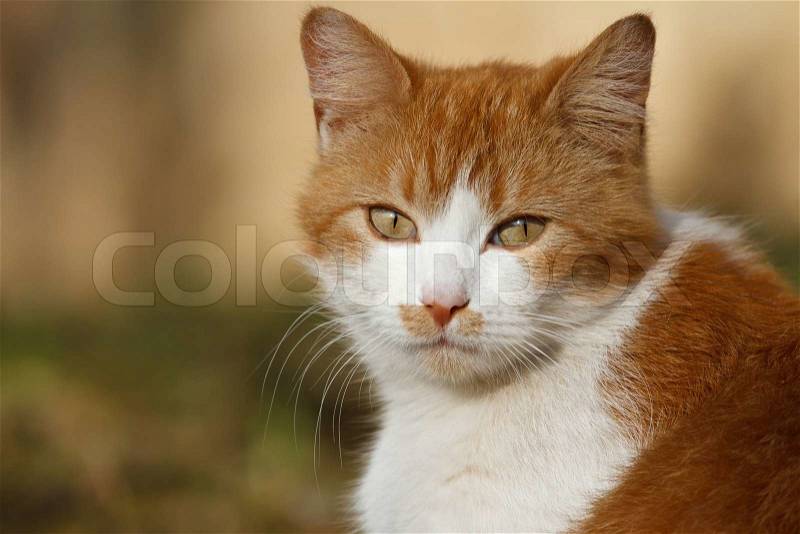 Portrait of white-orange cat from the front on the nature, stock photo