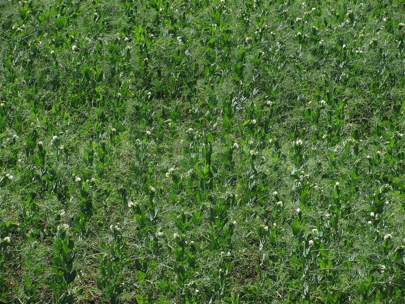 Field of peas at spring, stock photo