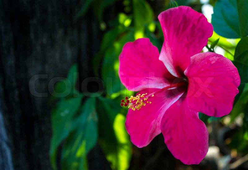 Pink hibiscus flower, stock photo