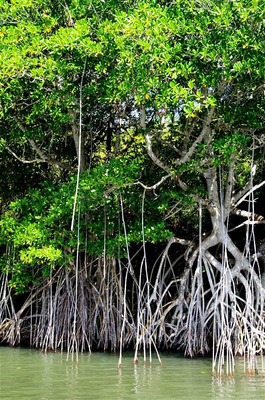 Mangrove trees, stock photo