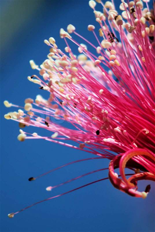 Native to Mexico, the Shaving Brush is a large deciduous tree to about 30 feet suitable down to 18 degrees. Coveted for it\'s unique brush-like flowers in late winter the leaves are an attraction as well, stock photo