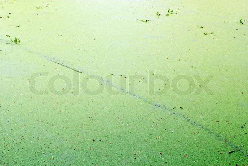 Texture background of the water weed or water fern. , stock photo