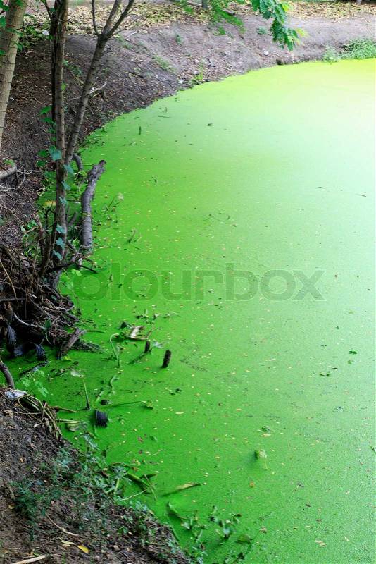 The green water weeds or water fern in a pond. , stock photo