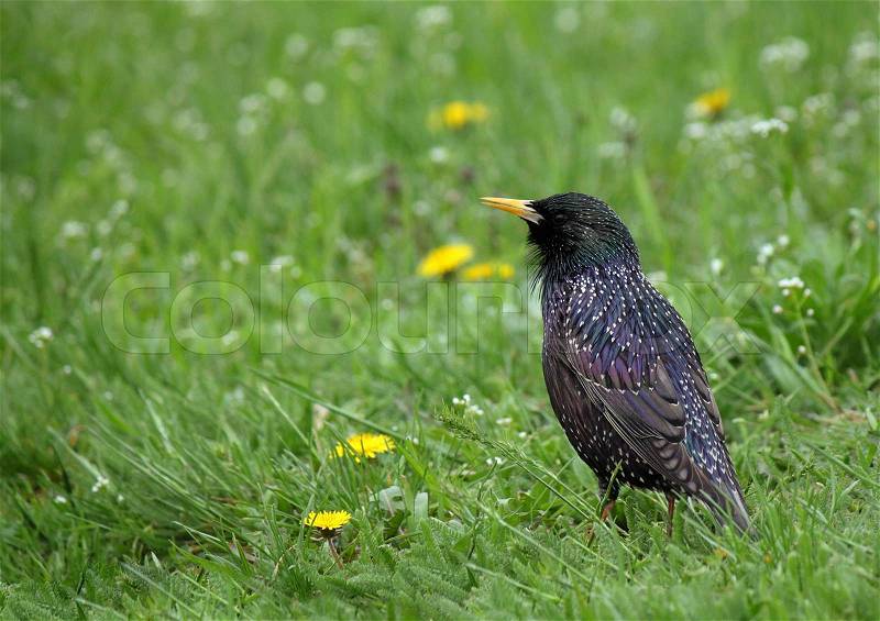 Common starling in green grass, stock photo