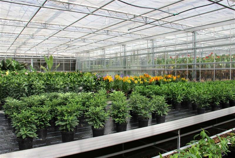 Rows of plants in the greenhouse, stock photo