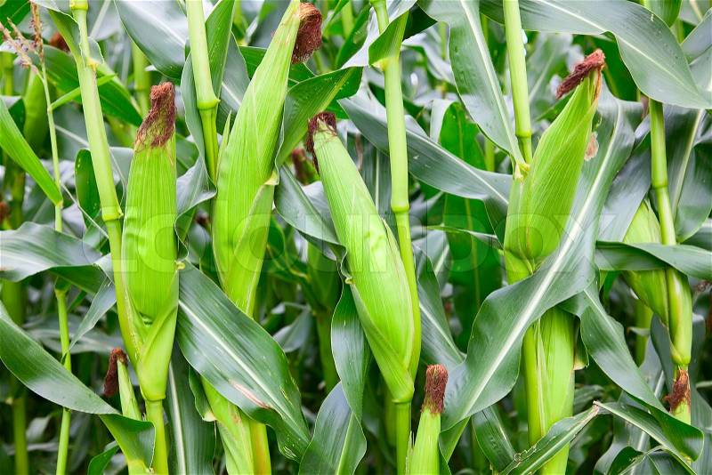 Corn field with ripe ears, stock photo