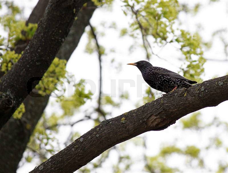 Common starling sitting on tree, stock photo