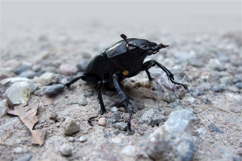 Low angle closeup shot of a female stag beetle on stony ground, stock photo