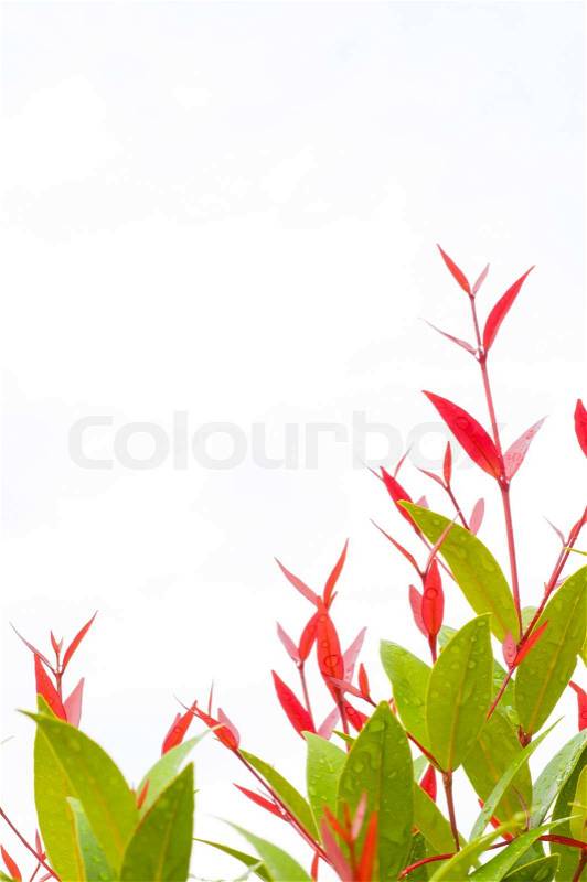Fresh leaves on white background, stock photo