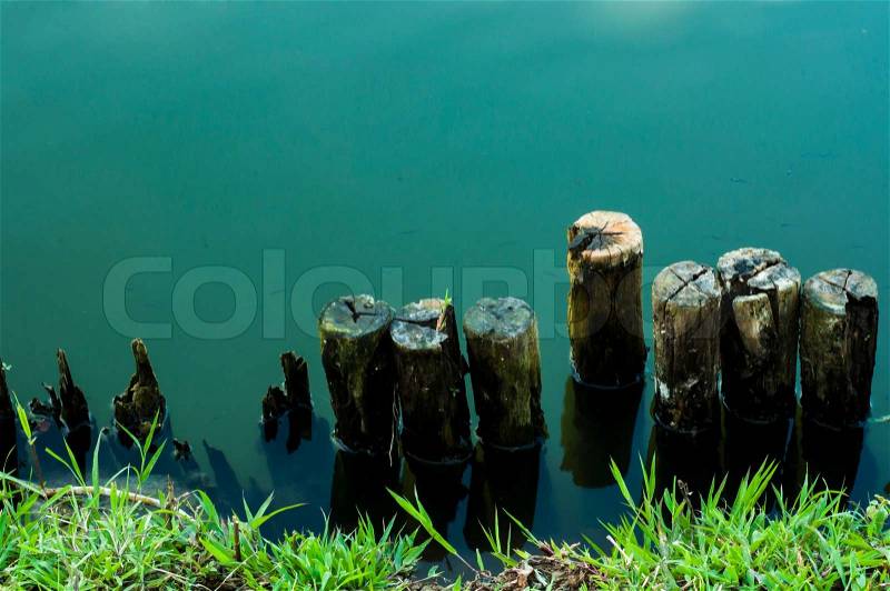 Old wood hedge at pond edge background, stock photo