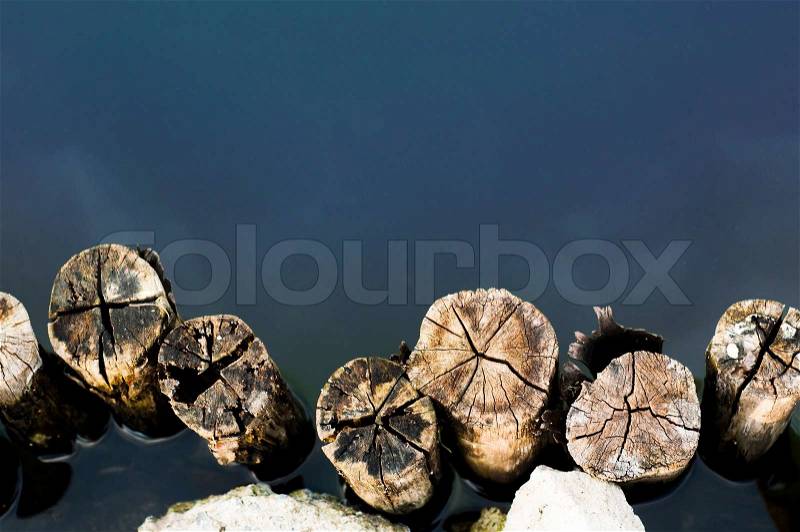 Old wood hedge at pond edge background, stock photo