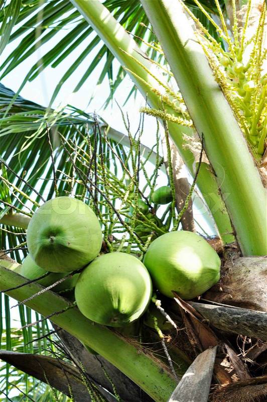 Clusters of green coconuts close-up hanging on palm tree, stock photo