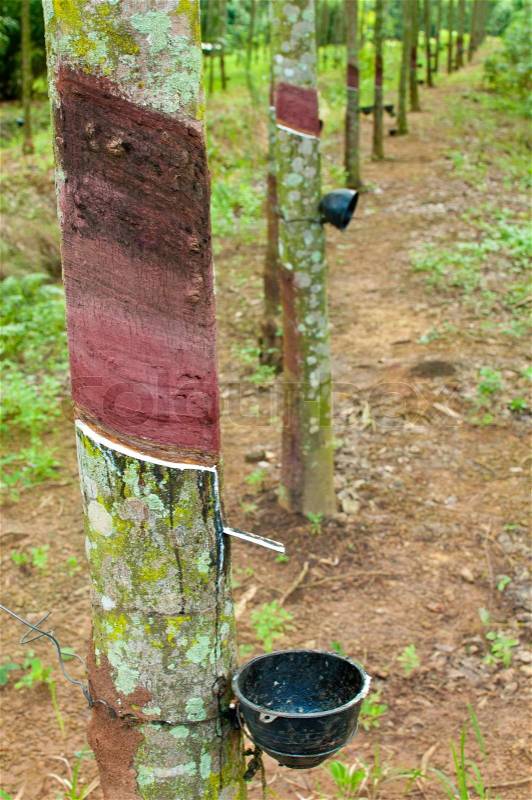 Tapping latex from a rubber tree, stock photo