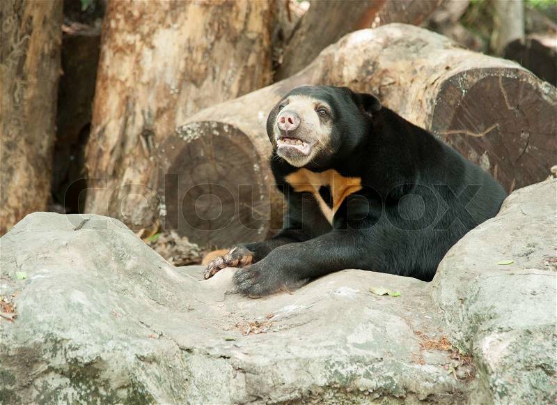 Malayan sun bear, Honey bear, stock photo