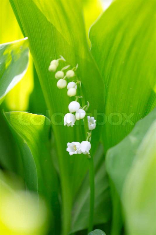 Beautiful flower lily of the valley on the nature, stock photo