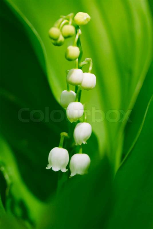 Beautiful flower lily of the valley on the nature, stock photo