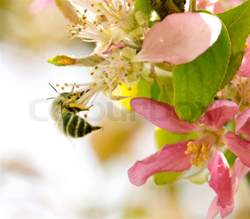 Bee on flowers of apple in nature, stock photo