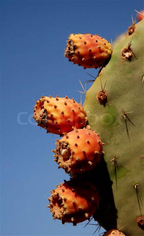 Cactus Fruit / Moroccan Figs, stock photo