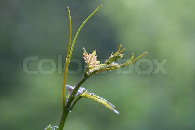 Vine tendrils in nature. macro, stock photo