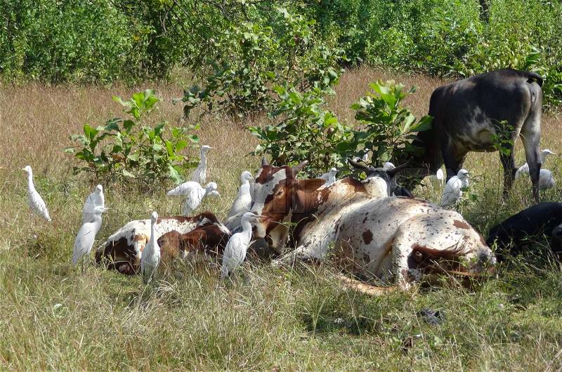 Some resting cows and birds in India, stock photo