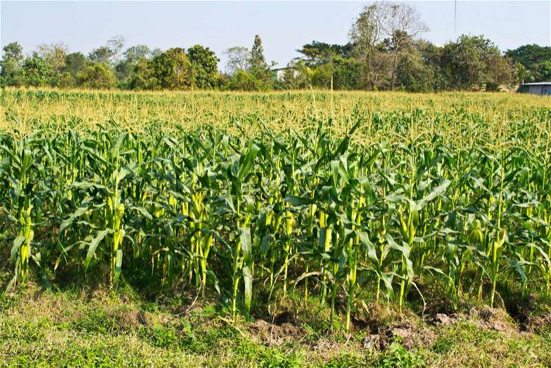 Green field of corn growing up, stock photo
