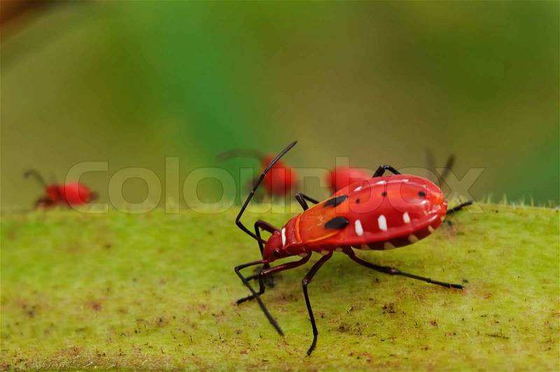 Macro Red insect feeding nutrient on okra in garden, stock photo