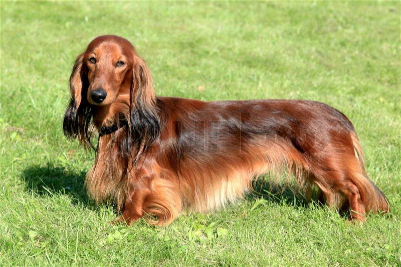 The typical Dachshund Standard Long-haired Red dog, stock photo