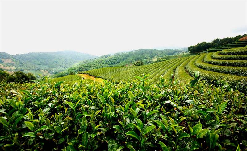 Green Tea Field , Chiang Rai Thailand, stock photo