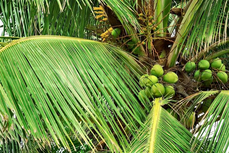 Tall coconut palm tree with green coconuts on the island, stock photo