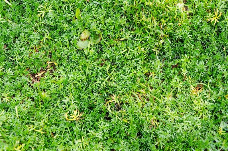 Sweet grass courtyard texture, stock photo