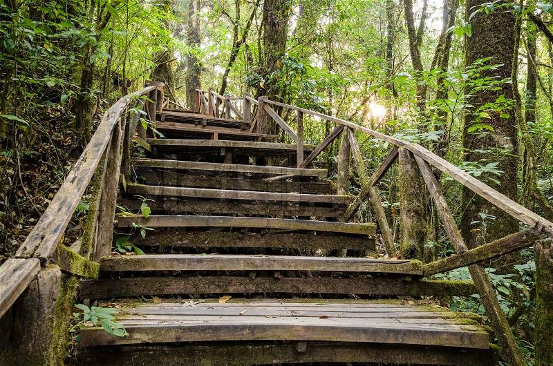 Stair to rain forest at inthanon mountain, chiang mai, thailand, stock photo