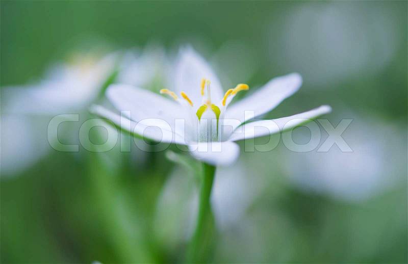 Wild garlic flowers at springtime, edible culinary herb, stock photo