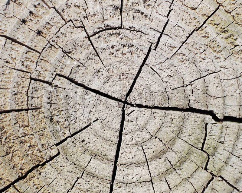 Circle tree texture, stock photo