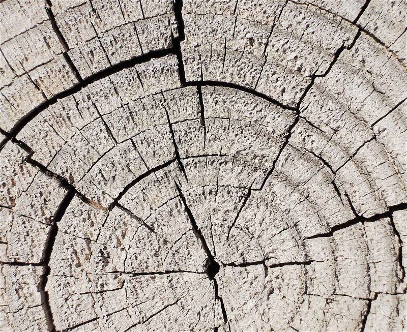 Circle tree texture, stock photo