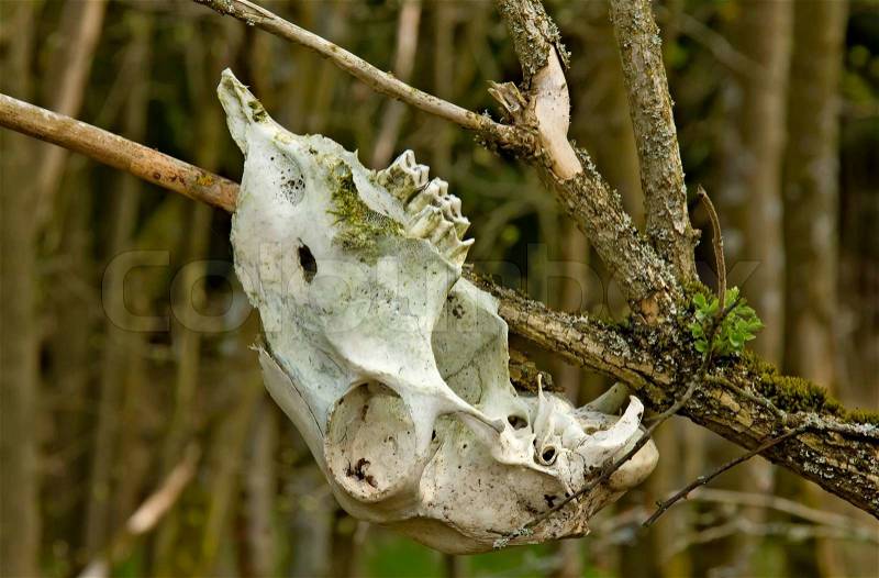 Bleached animal skull - upper jaw - on a branche in the forest, stock photo