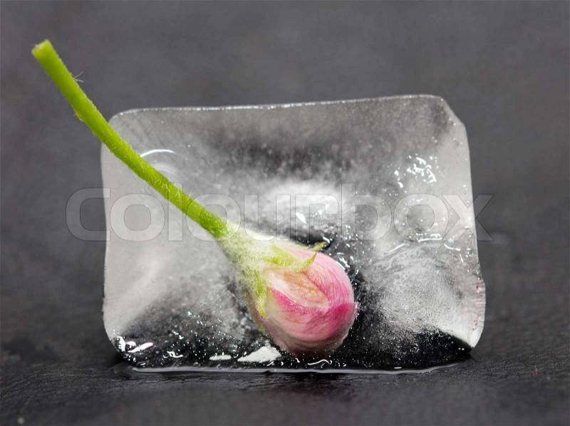 Flower in ice on black background, stock photo
