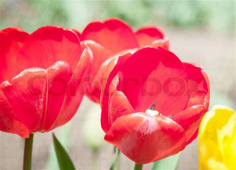 Red tulips, textured paper background, stock photo