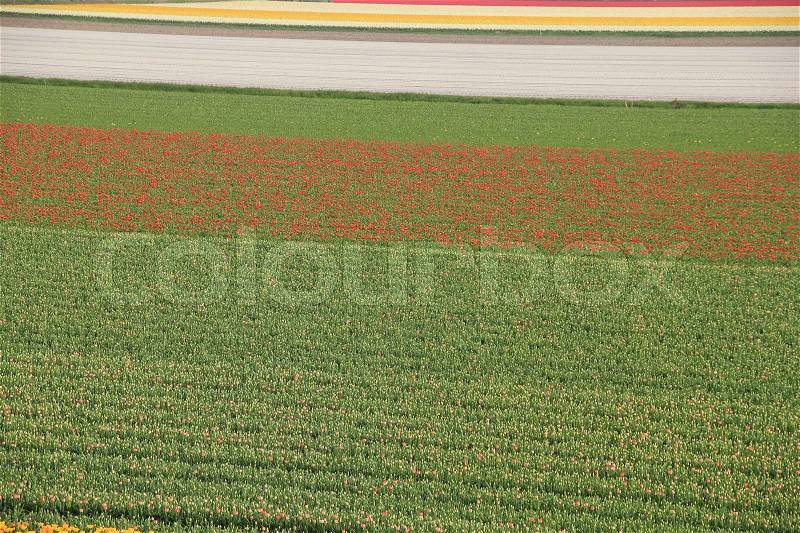 Land of tulips, colours red, white or yellow in line are almost blooming in spring, stock photo