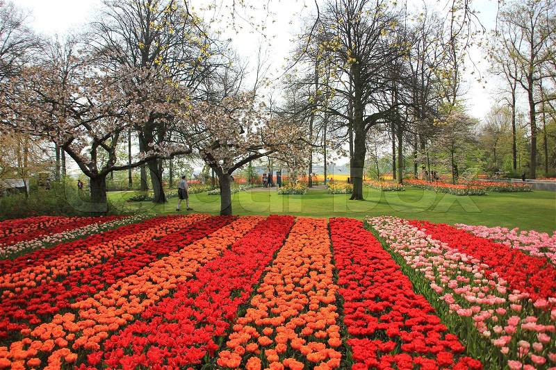 Park, trees with blossom are blooming and a bed of tulips in line, like red, orange or pink in spring, stock photo