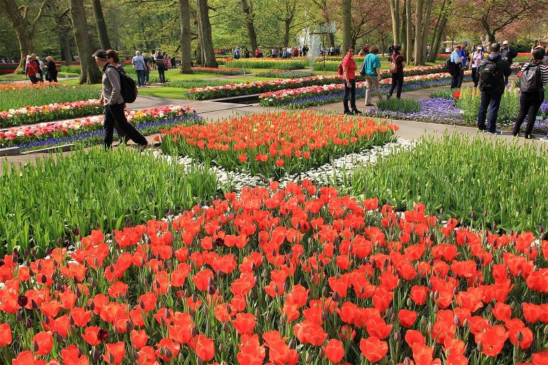 Park, tourists, trunks and multicolored blooming tulips, colour red, in beds in spring, stock photo