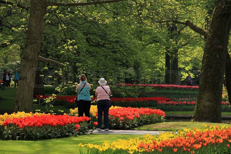 The foreign tourists, women, enjoy the colorful blooming beds of tulips and trees in park in spring, stock photo