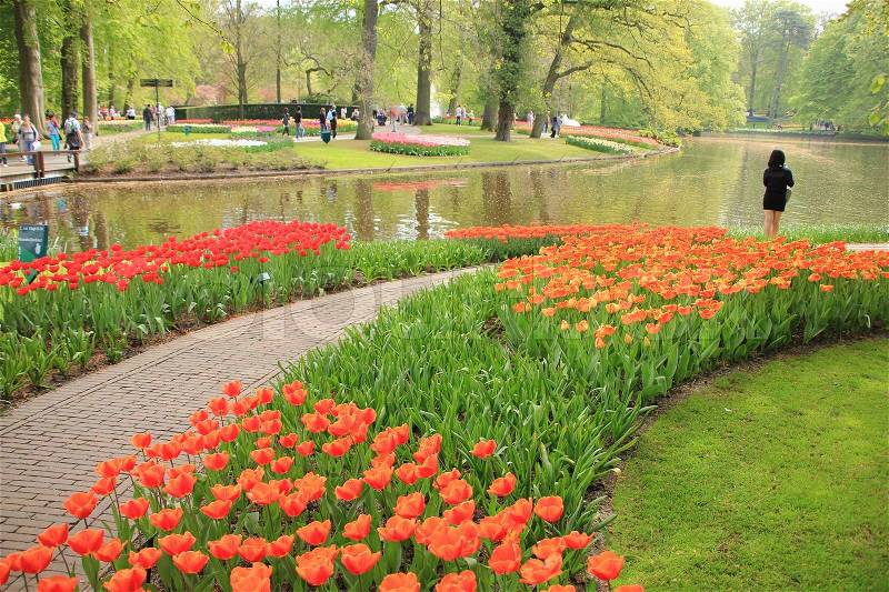Park with pool and a walking path between the many tulips and a solitary lady in black in spring, stock photo