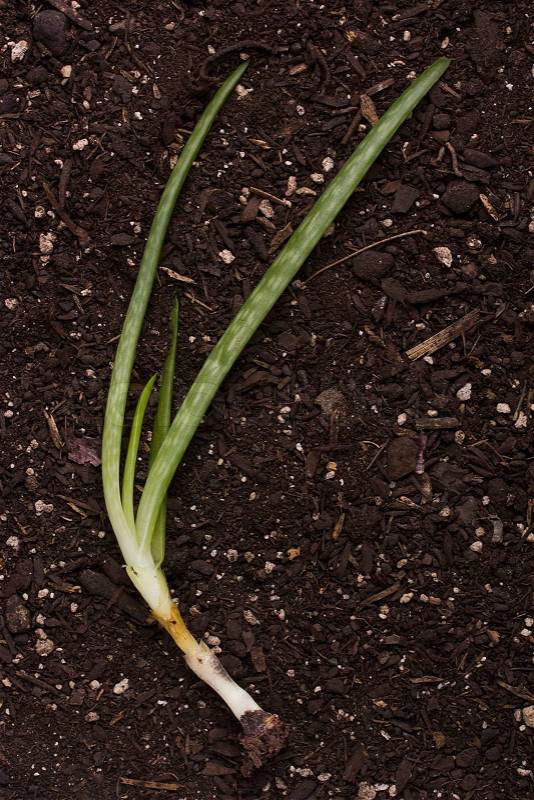Soil for planting younger escape Aloe. Crop production, stock photo